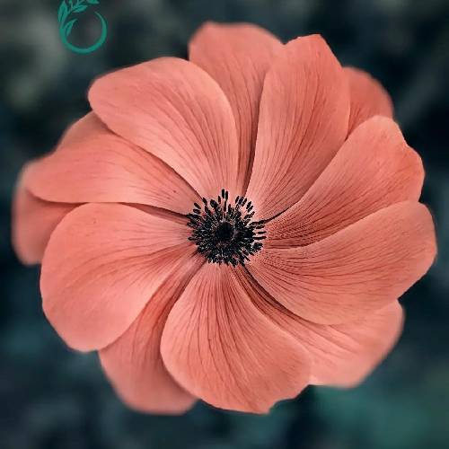  واسه بابایی که راضی نبود کج بودش کلاهم هیچوقت قاضی نبود